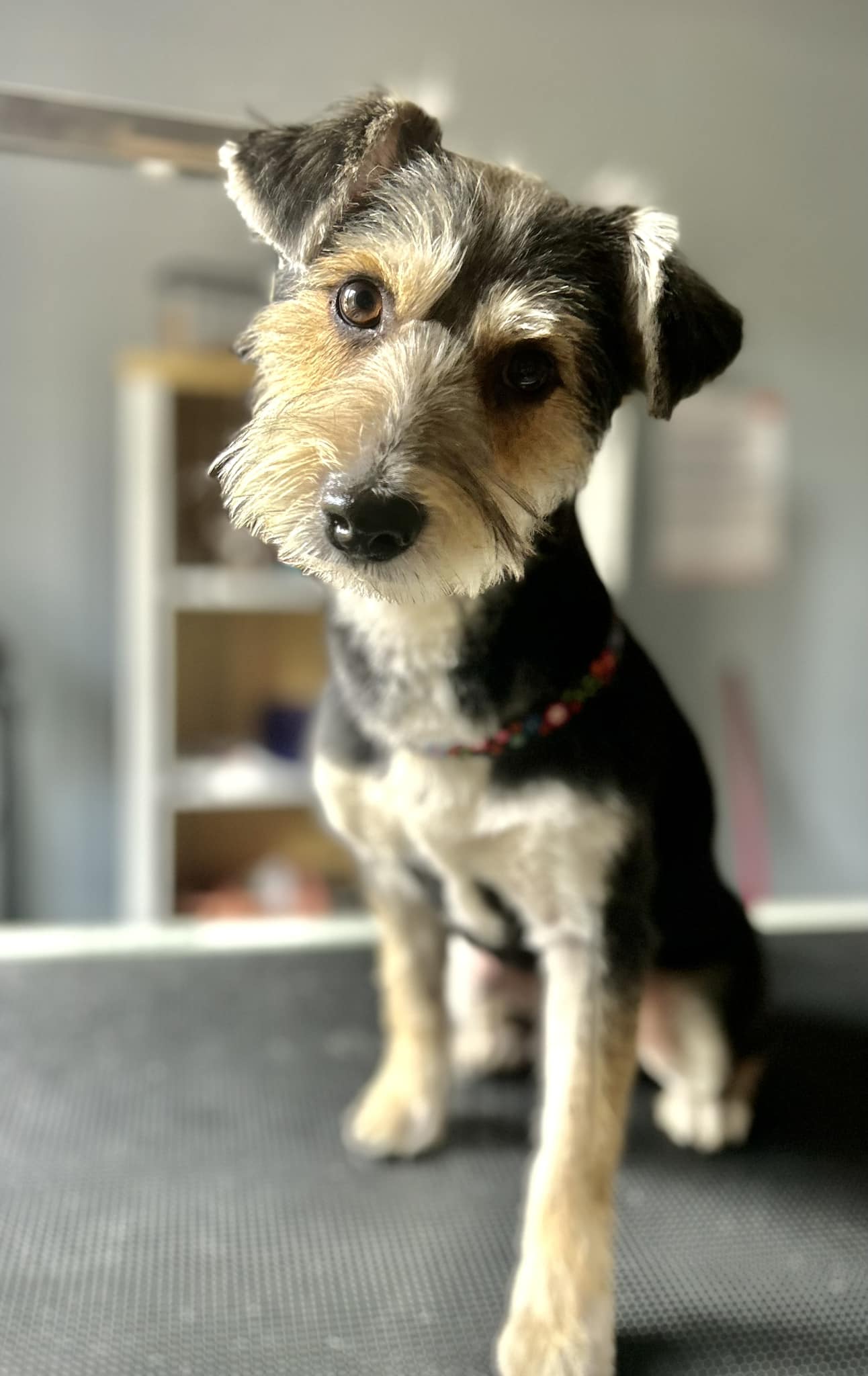 Certyfikat groomerski